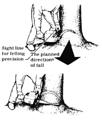 
The first step in felling a thicker-stemmed tree is to make the directional cut by "pulling chain." Make sure that the angle is greater than 45 degrees. Finish cutting initial wedge out, making sure the lower cut meets the upper one exactly.
